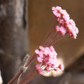 30Pcs Dried Daisy Floral Bouquet Wedding DIY Home Decor Artificial Flower Bouquet Fluffy. 