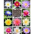 10 Seeds L.otus Aquatic Plant Water Lily Seeds Mix Colors کنول کا پھول. 