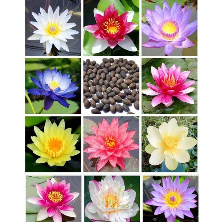 10 Seeds L.otus Aquatic Plant Water Lily Seeds Mix Colors کنول کا پھول