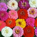 Zinnia mix Summer Flowers Seeds. 