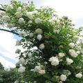 White Climbing Rose Flower Seeds. 