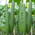 Sponge Gourd , گیاتوری , Ghiya tori (Desi Summer Vegetable Seeds). 
