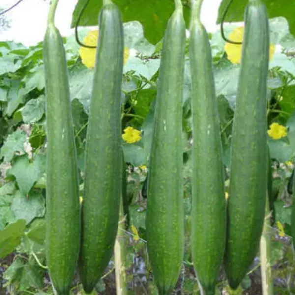 Sponge%20Gourd%20,%20%DA%AF%DB%8C%D8%A7%D8%AA%D9%88%D8%B1%DB%8C%20,%20Ghiya%20tori%20(Desi%20Summer%20Vegetable%20Seeds)%20-%20Image%203