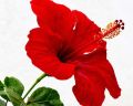 Natural Hibiscus Flower Powder (Rosa Sinensis) gudhal Powder 100G. 