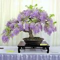 Bonsai Wisteria Tree Seeds Purple Flowering Plant Home Garden Landscaping. 