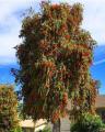 50 Seeds Bottle Brushes Tree -Callistemon Bonsai Plant Flower. 
