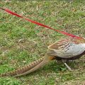 Pet Bird Harness and Leash,Adjustable Parrot Bird Harness Leash - Pet Anti-Bite Training Rope Outdoor Flying Harness and Leash(P). 