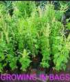 VANA TULSI as WILD TULSI Seeds From HIMALAYAS Lucky MEDICATION Plant With ANTI AGING WEIGHT LOSS HEALTHY HAIR ACNE SKIN PORES REDUCE URIC ACID CLEANSE KIDNEYS RELAX FROM STRESS REDUCE CHOLISTROL ULCERS MOUTH INFECTION INCREASE POSITIVE ENERGY BAD BREATH. 