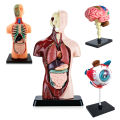 Oem More Biological Model Teaching Aids Human Skeleton Organs Science Learning Kit 3D Anatomy Human Body Toy. 