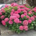 Hydrangea Pink Flower Seeds. 
