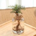 Transparent Flower Pot Hydroponic Green Dill Plastic Flower Pot Simple Flowerpot Sunlight Super Store. 