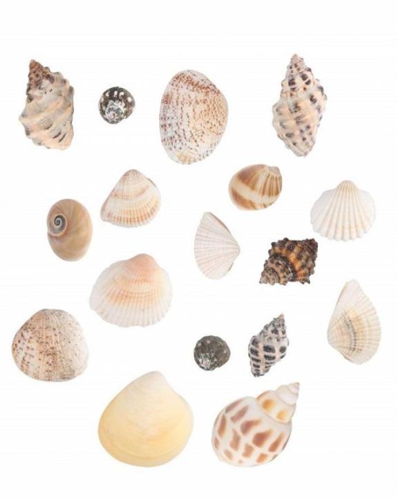 150%20Pcs%20Sea%20Shells%20Mixed%20Ocean%20Beach%20Seashells,%20Various%20Sizes%20-%20Image%204