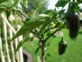 Green Chili/Chilli (Sabz Mirch) Kitchen Gardening Vegetable Best Quality Seeds. 