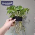 Green forest Fish Tank Frame Rack Slotted Design Plant Cup Pot Hydroponic Rack. 
