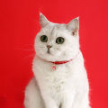 Dog Collar Bell Pendant Chinese New Year Pet Collar with Tag. 
