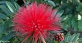 5 seeds of Red Powder Puff Tree (Calliandra haematocephala) Red Flower Plant. 