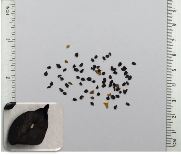 20+%20Carnation%20Double%20Striped%20Flower%20Seeds%20Home%20Kitchen%20Gardening%20Seeds%20-%20Image%206