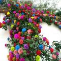 Climbing Rose Multi Color Flower Seeds. 