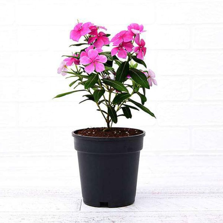 Vinca Plant Sadabahar Plant