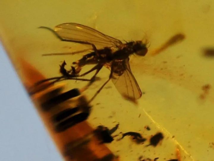 Amber%20Stone%20-%20Image%205