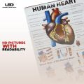 Human Heart Wall Chart | Wall Poster for Science Lab and clinics Decoration | HD picture Presentation on 200 grams Laminated Card 23*36 inches. 
