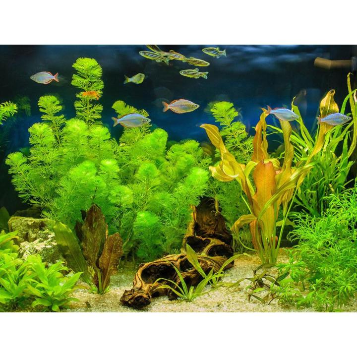 Aquatic plants and snails custom pack Chat us and Customize Your Order Daraz.pk