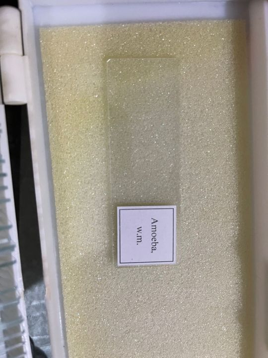 Amoeba%20%20-%20Prepared%20Microscope%20Slide%20-%2075x25mm%20-%20Image%202