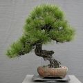 Bonsai Pine Tree Seeds Home Gardening. 