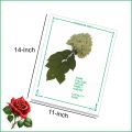 Herbarium Sheets, Herbarium File, Pack of 12 Herbarium Sheet. 