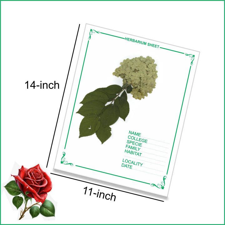 Herbarium%20Sheets,%20Herbarium%20File,%20Pack%20of%2012%20Herbarium%20Sheet%20-%20Image%203