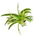 Spider Plant Chlorophytum Comosum. 