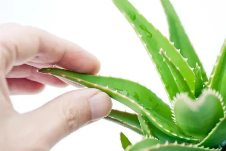 Fresh%20Aloe%20Vera%20Plant%20in%20small%20pot%20-%20Image%203
