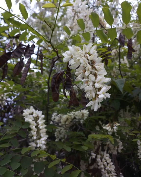 Hunza%20Healthy%20Honey-%20Pure%20Organic%20(1kg%20Jar)%20-%20Image%207