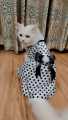 Polka Dot Pet Frock - Medium. 