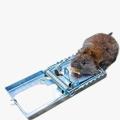 Metal Mouse Rat Trap. Metal Trap is best for mouse control. 