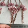 5~15CM/12PCS Natural Dried Preserved Millet Flower,Dry Tiny Ozothamnus Diosmifolius Flowers DIY For Candle Making Supplies,Resin. 