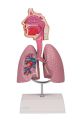 Human Respiratory System Anatomy Model | Teaching Model. 