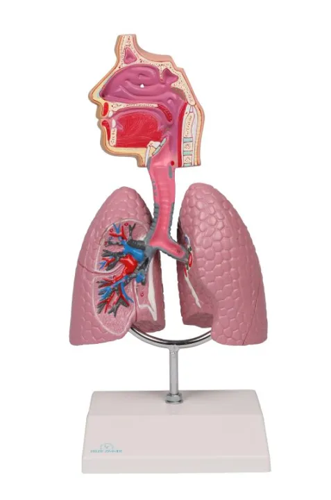 Human%20Respiratory%20System%20Anatomy%20Model%20%7C%20Teaching%20Model%20-%20Image%203