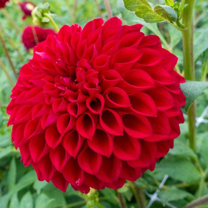 Indian Dahlia Flower/ 3+ Hybrids seeds/Bulb