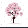 10 Cherry Blossom mix seeds fresh. 