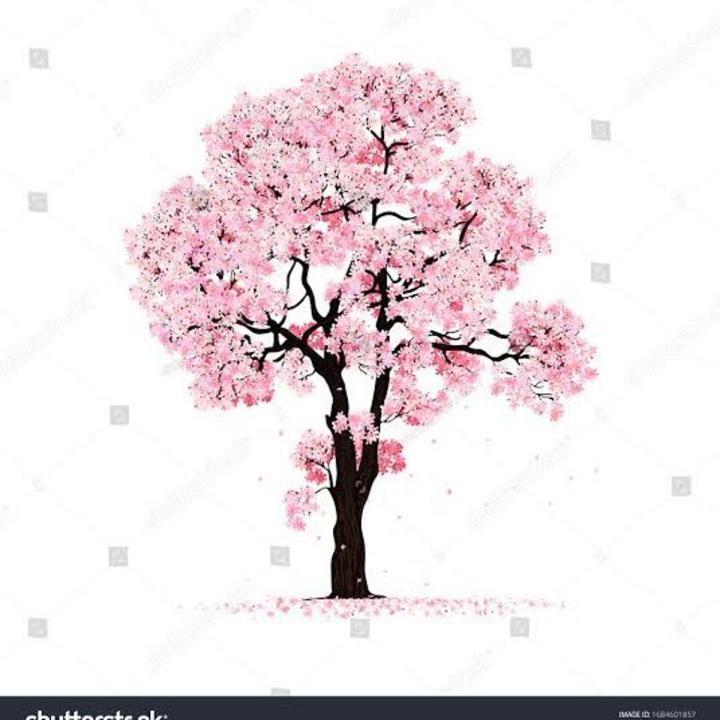 10 Cherry Blossom mix seeds fresh