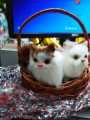 Cats Gift Pack , 2 Cute Cats in Basket with Meowing Sound, Perfect Gift. 