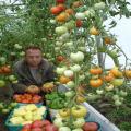 Hybrid Tomato Vegetable Seeds 25kg Production per Plant. 