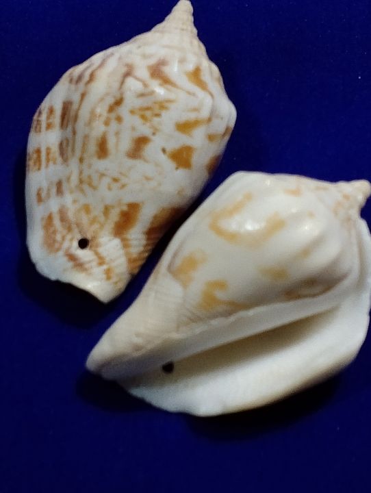 Natural%20Sea%20Shell%20For%20DIY%20Crafts%20%7C%205,%2015,%2020,%2025,%20Mix%20Size%20pcs%20(4cm%20to%205.5cm)%20%7C%20Real%20Whole%20Shell%20With%20Hole%20%7C%20Use%20As%20Beads,%20Pendent%20Or%20Aquarium%20%7C%20Ideal%20For%20DIY%20Jewelry%20Making,%20Crafting,%20And%20Home%20Decoration%20-%20Image%202