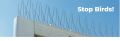 Bird Spikes Stainless Steel for Pigeons Small Birds Anti Bird Spikes Bird Deterrent Spikes Repellent Fence Spikes Cover 1 Feet (6 Pack. 
