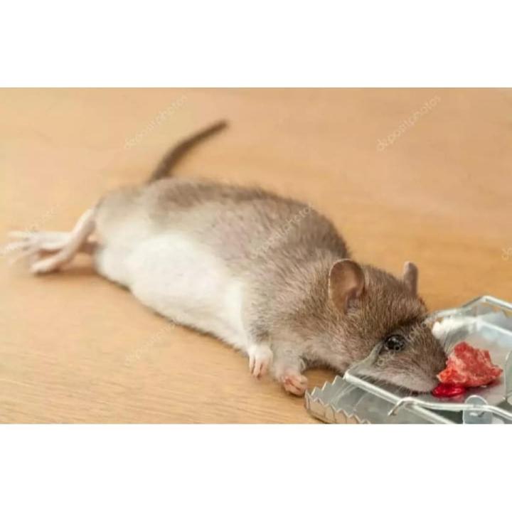 Metal Mice Trap Rat Catcher steel Mouse Bait Snap Spring Catcher Mice Catching Rat Traps