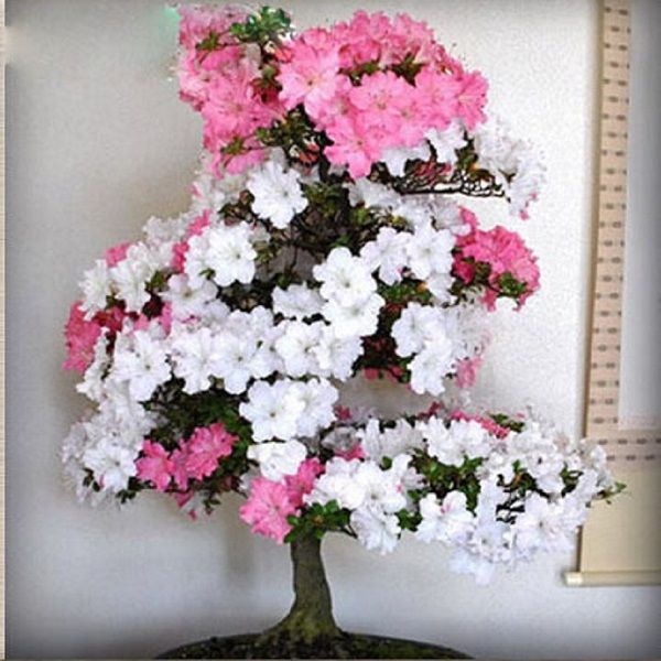 Azalea%20White%20Pink%20Flowre%20Tree%20Seeds%20-%20Image%202
