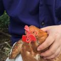 Chicken, Hen, Poultry eye glasses, peepers, blinders(Small-Pack of 30). 