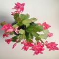 Christmas Cactus Seeds. 