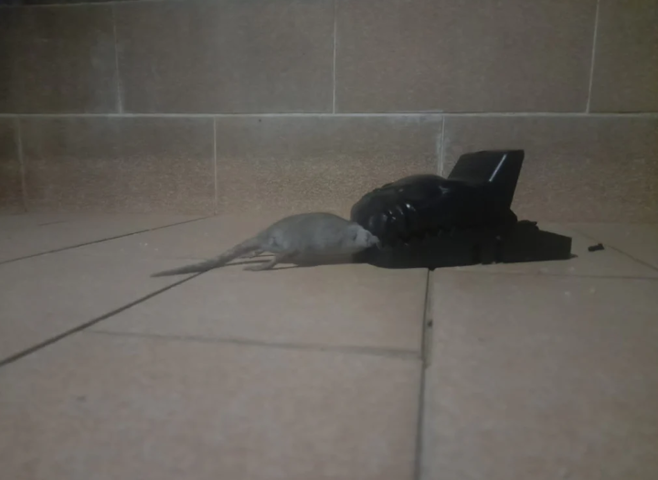 JS%20Heavy%20Duty%20Reusable%20Plastic%20Mouse%20Trap%20Catcher%20%E2%80%93%20Humane%20No%20Poison%20Rat%20&%20Mouse%20Snap%20Trap%20%7C%20Easy%20Set,%20Strong%20Spring,%20High%20Sensitivity%20Rodent%20Catcher%20for%20Home%20Kitchen%20Office%20Garage%20Pest%20Control%20-%20Image%202